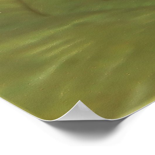 Clownfish Trio Poster (Ecke)