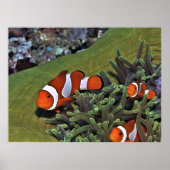 Clownfish Trio Poster (Vorne)