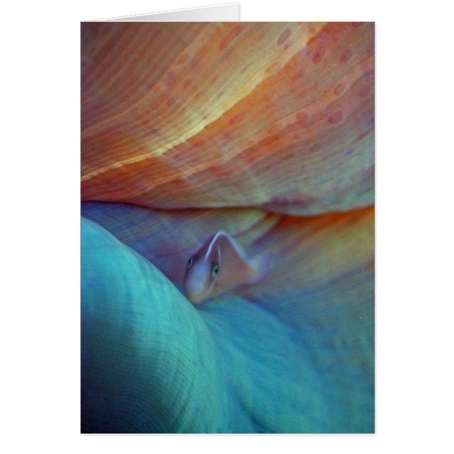 Clownfish und Anemone - Karte (Vorne)