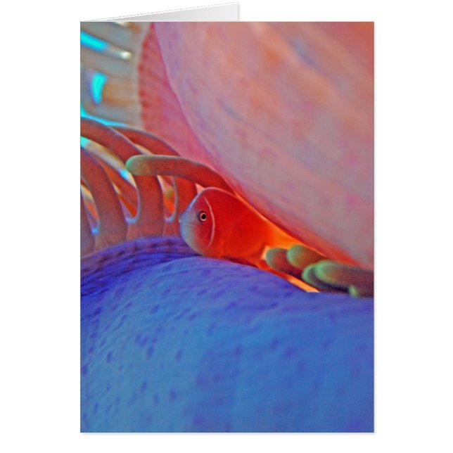 Clownfish und Anemone - Karte (Vorne)