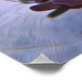 Clowns und Garnelen Poster (Ecke)