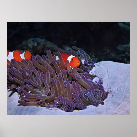 Clowns und Garnelen Poster (Vorne)