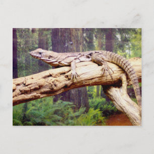 Clubbed Schwanz Lizard Postkarte