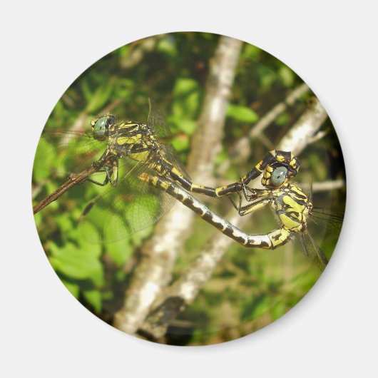 Clubschwindeldrachenpaarung Magnet (Vorne)