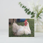 Cluck - Sweet White Huhn Postkarte (Stehend Vorderseite)