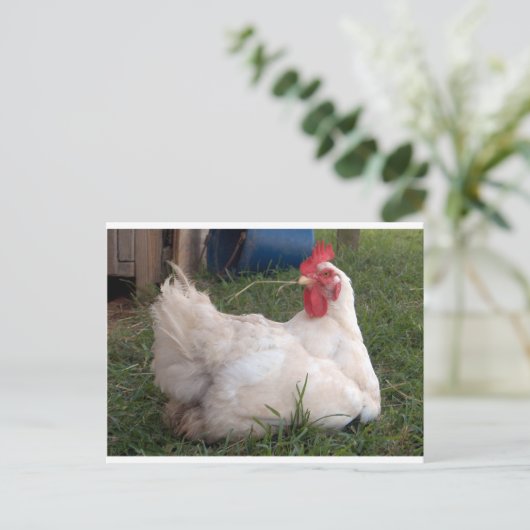 Cluck - Sweet White Huhn Postkarte (Stehend Vorderseite)