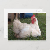 Cluck - Sweet White Huhn Postkarte (Vorne/Hinten)