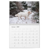 Clumber Spaniel 2027 Wandkalender (Jan 2027)