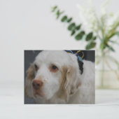 Clumber Spaniel Dog Postcard Postkarte (Stehend Vorderseite)
