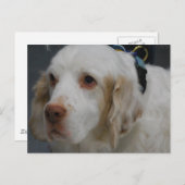 Clumber Spaniel Dog Postcard Postkarte (Vorne/Hinten)