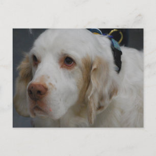 Clumber Spaniel Dog Postcard Postkarte