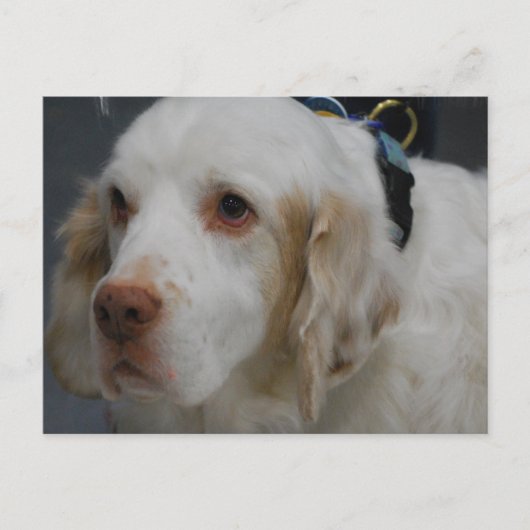 Clumber Spaniel Dog Postcard Postkarte (Vorderseite)