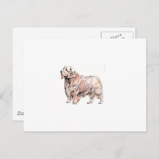 Clumber Spaniel Postkarte (Vorne/Hinten)
