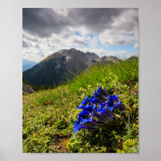 Clusius-Enzian-Blumen und Berge Poster (Vorne)