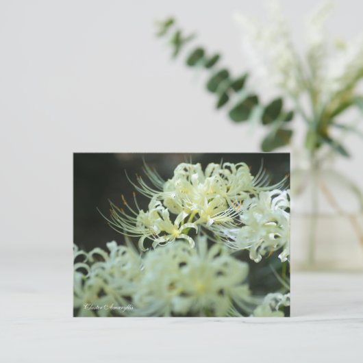 Cluster Amaryllis：Postcard Postkarte (Stehend Vorderseite)