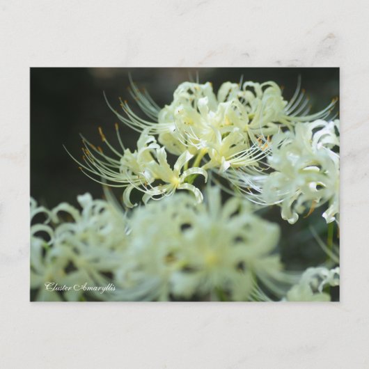 Cluster Amaryllis:Postcard Postkarte (Vorderseite)