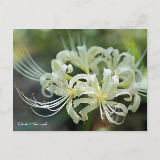Cluster Amaryllis ［ Postcard ］ Postkarte (Vorderseite)
