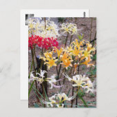 Cluster Amaryllis [Postcard] Postkarte (Vorne/Hinten)