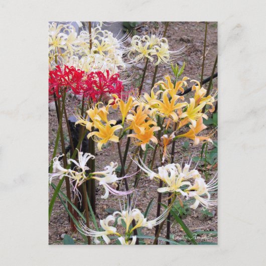 Cluster Amaryllis [Postcard] Postkarte (Vorderseite)