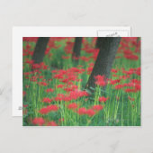 Cluster-Amaryllis Postkarte (Vorne/Hinten)
