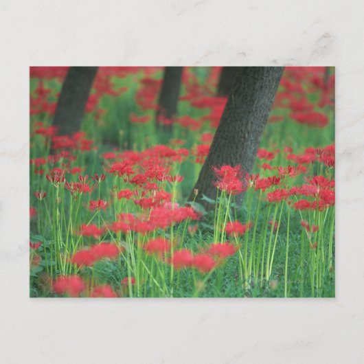 Cluster-Amaryllis Postkarte (Vorderseite)