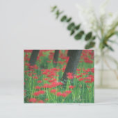 Cluster-Amaryllis Postkarte (Stehend Vorderseite)