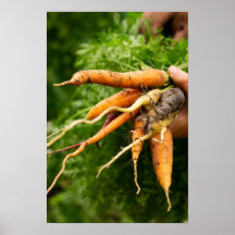 Cluster Carrots Print