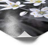 Cluster für Mini-Blume Makro-Foto BW/Farbdruck Fotodruck (Ecke)