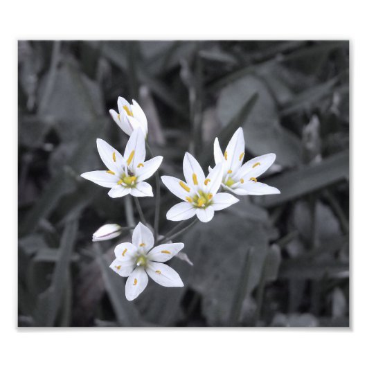 Cluster für Mini-Blume Makro-Foto BW/Farbdruck Fotodruck (Vorne)