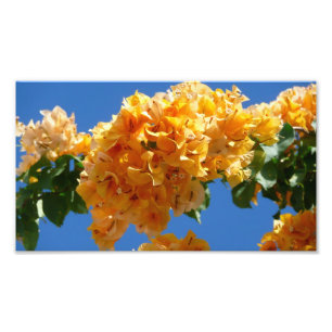 Cluster Golden Bougainvillea Floral Fotodruck