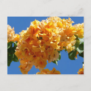 Cluster Golden Bougainvillea Floral Postkarte