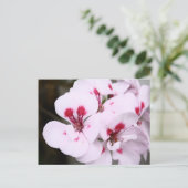 Cluster Hübscher Geranenblüten in Weiß und Rosa Postkarte (Stehend Vorderseite)