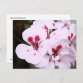 Cluster Hübscher Geranenblüten in Weiß und Rosa Postkarte (Vorne/Hinten)