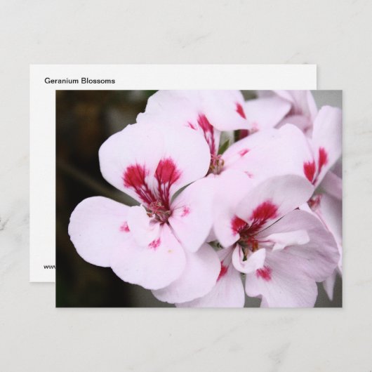 Cluster Hübscher Geranenblüten in Weiß und Rosa Postkarte (Vorne/Hinten)