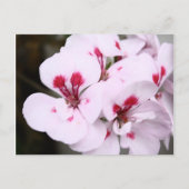 Cluster Hübscher Geranenblüten in Weiß und Rosa Postkarte (Vorderseite)