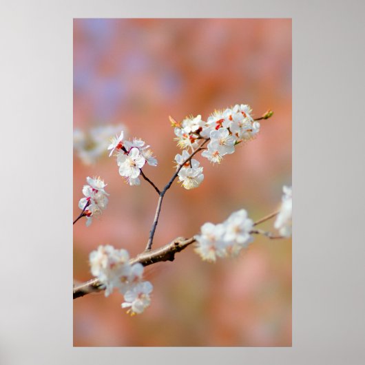 Cluster japanischer Aprikosen/Blume Poster (Vorne)