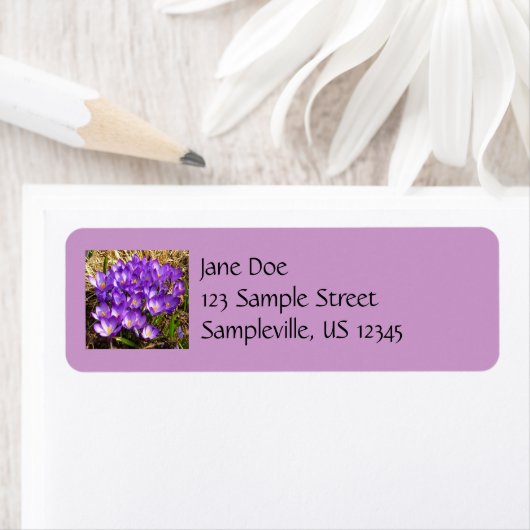 Cluster Lila Crocuses Frühlingsfloral (Insitu)