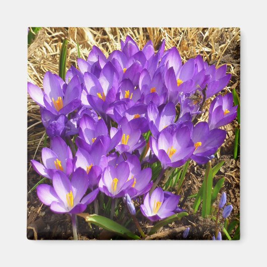 Cluster Lila Crocuses Frühlingsfloral Magnet (Vorne)