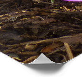 Cluster Lila Crocuses Frühlingsfloral Poster (Ecke)