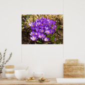 Cluster Lila Crocuses Frühlingsfloral Poster (Küche)