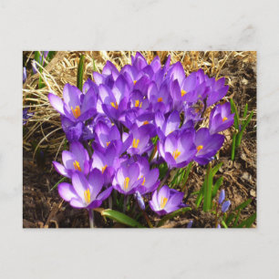 Cluster Lila Crocuses Frühlingsfloral Postkarte