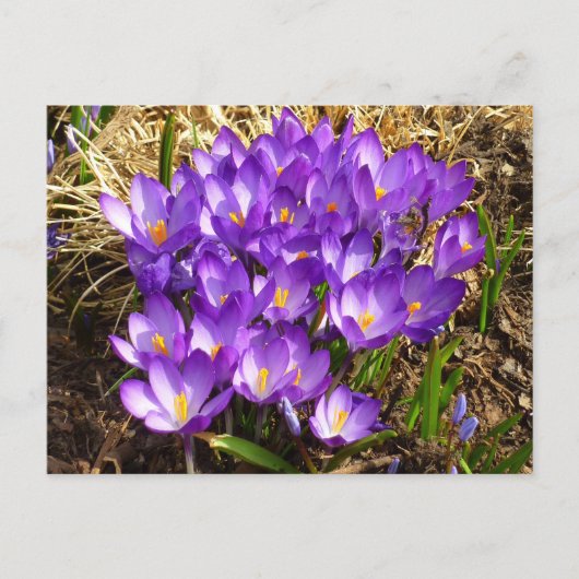 Cluster Lila Crocuses Frühlingsfloral Postkarte (Vorderseite)