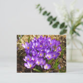Cluster Lila Crocuses Frühlingsfloral Postkarte (Stehend Vorderseite)