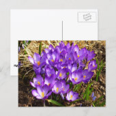 Cluster Lila Crocuses Frühlingsfloral Postkarte (Vorne/Hinten)