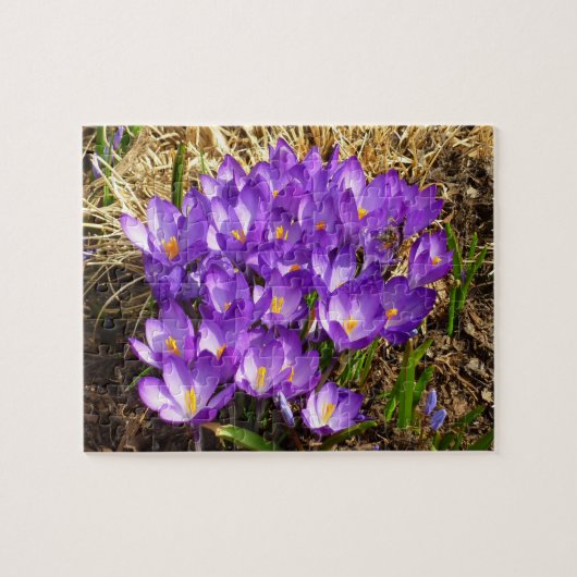 Cluster Lila Crocuses Frühlingsfloral Puzzle (Horizontal)