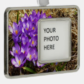 Cluster Lila Crocuses Frühlingsfloral Rahmen-Ornament Silber (Rechts)