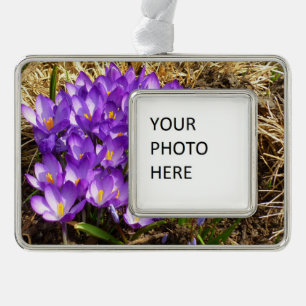 Cluster Lila Crocuses Frühlingsfloral Rahmen-Ornament Silber