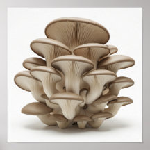 Cluster Oyster Mushrooms