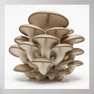Cluster Oyster Mushrooms Poster