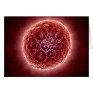 Cluster von Blastomeres, das eine Morula bildet